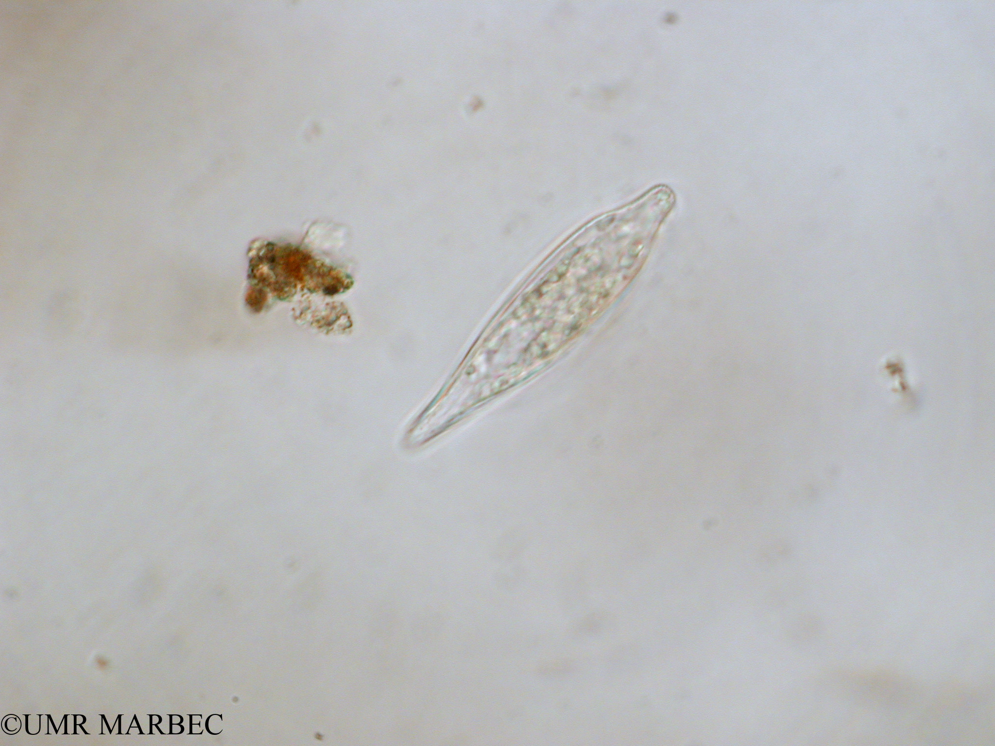 phyto/Tulear Lagoon/all/ICAR2 Avril 2008/Licmosphenia albertmannii (Cf Synedrosphenia sp x1.5x40)(copy).jpg